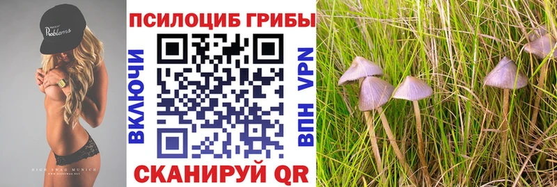 Псилоцибиновые грибы мицелий  Купить где  Дубовка 